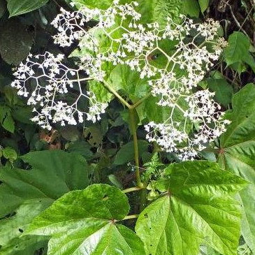 Begonia Parviflora