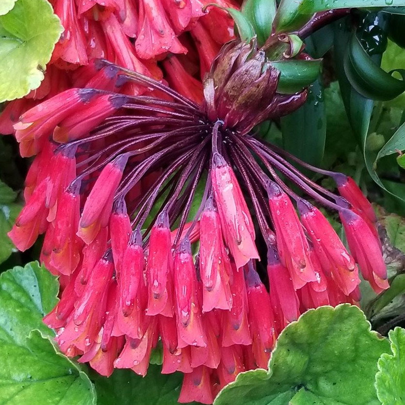Bomarea Multiflora