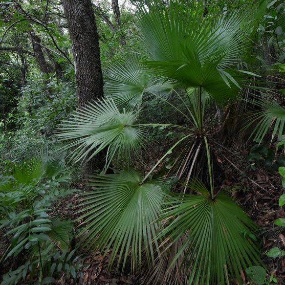 Brahea Dulcis