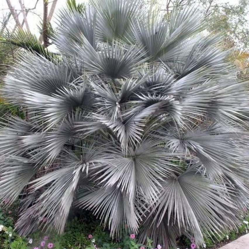 Brahea Sp Super Silver