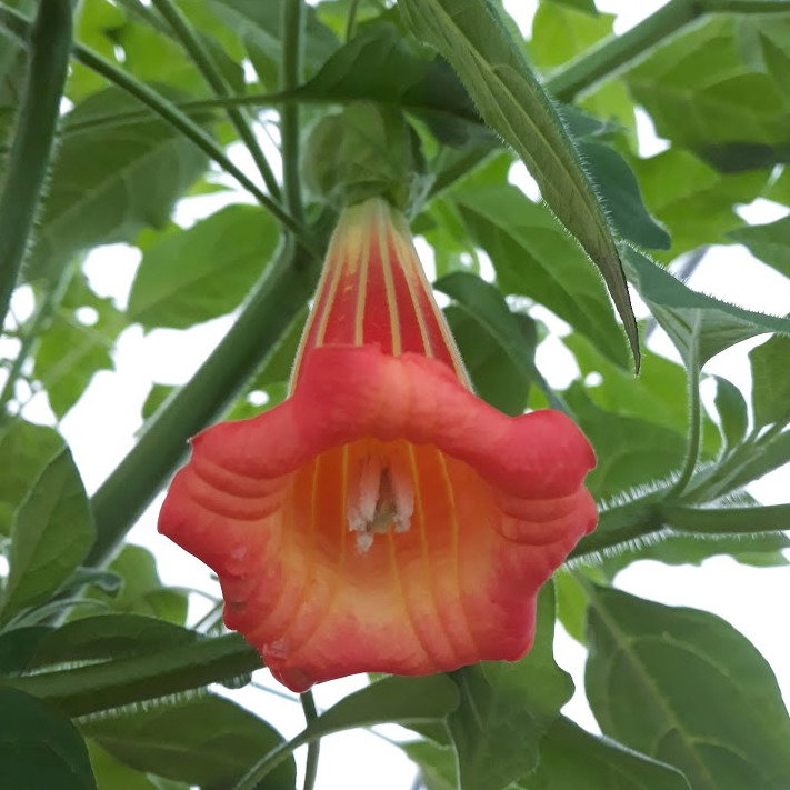 Brugmansia Sanguinea