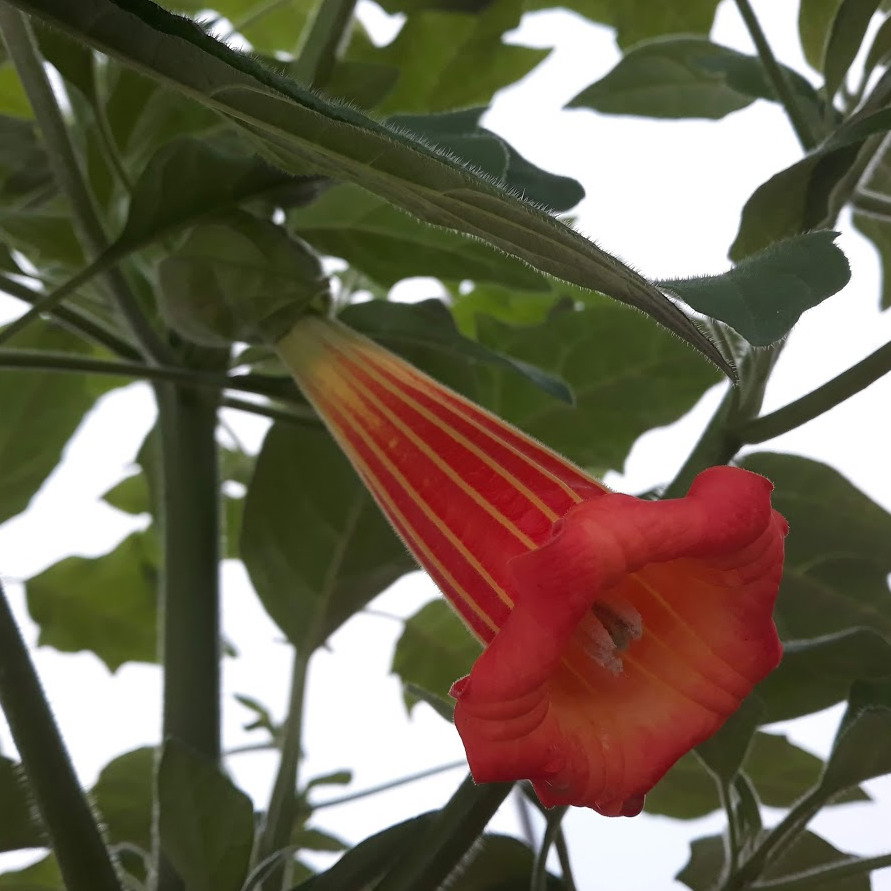 Brugmansia Sanguinea