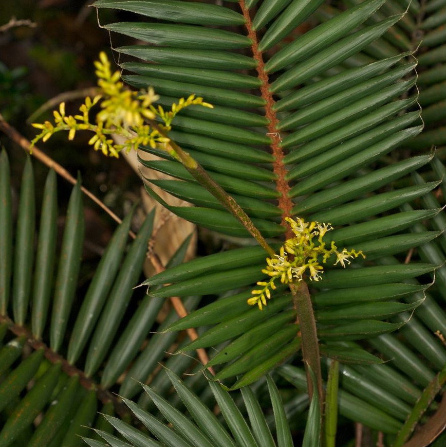 Calamus Viminalis