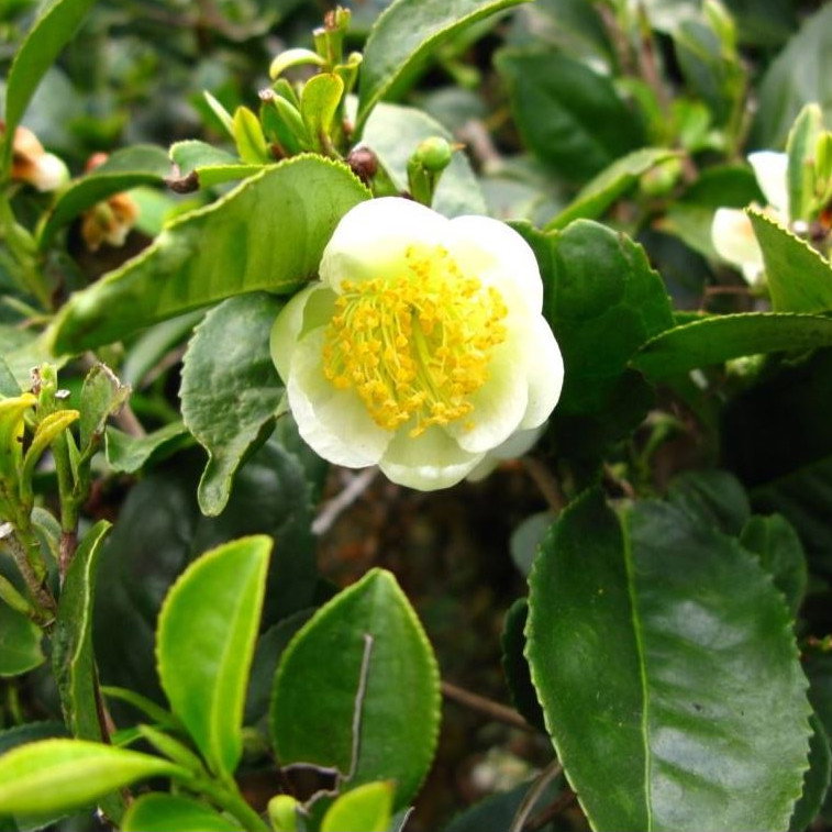 Camellia Sinensis Darjeeling