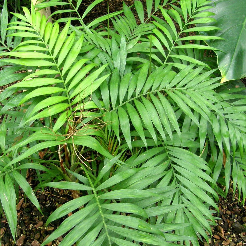 Chamaedorea Elegans