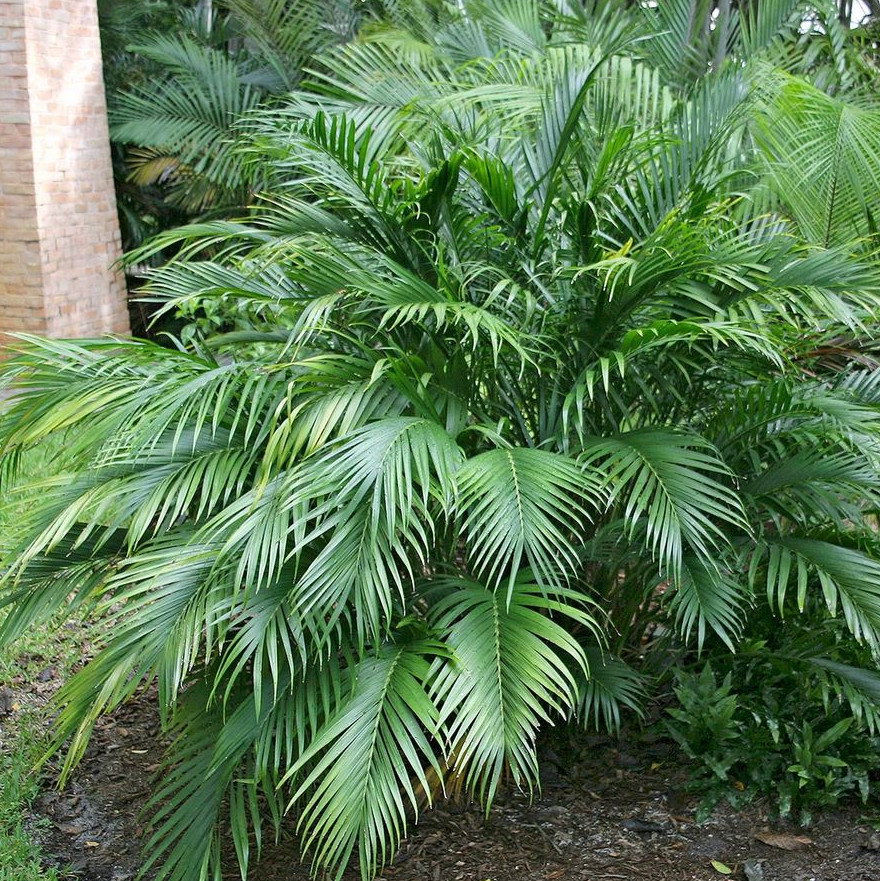 Chamaedorea Seifrizii