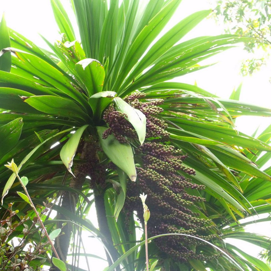 Cordyline Banksii