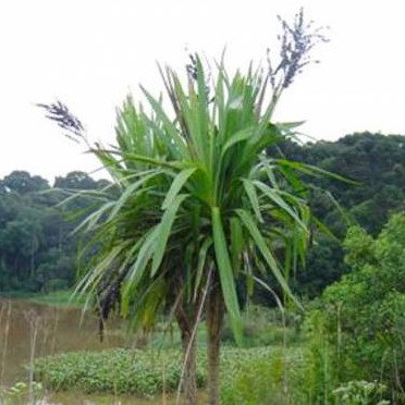 Cordyline Sellowiana