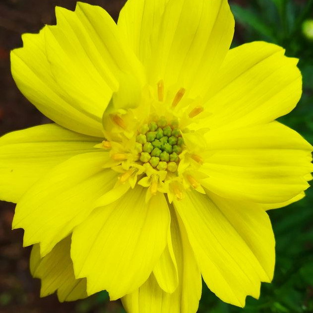 Cosmos Sulphureus
