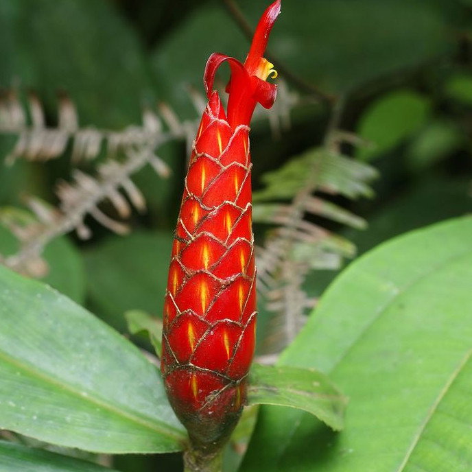 Costus Lima
