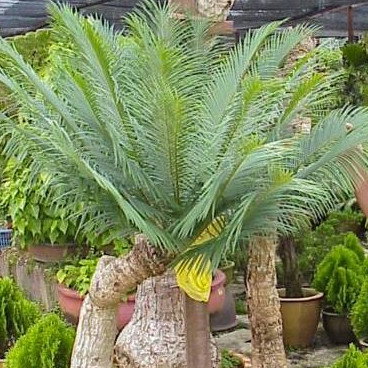 Cycas Siamensis