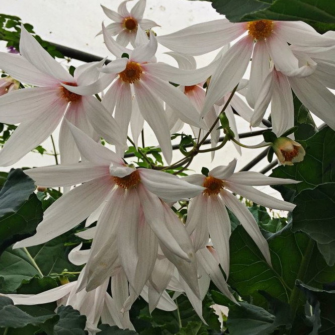 Dahlia Campanulata