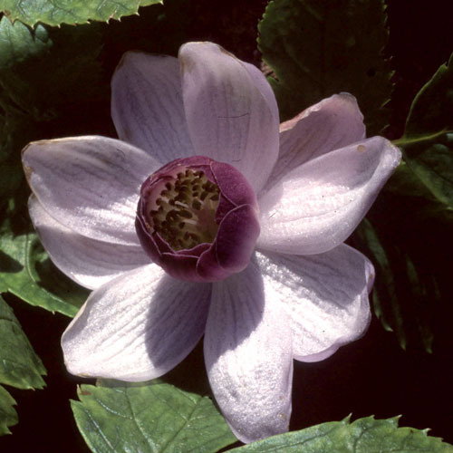 Anemonopsis Macrophylla