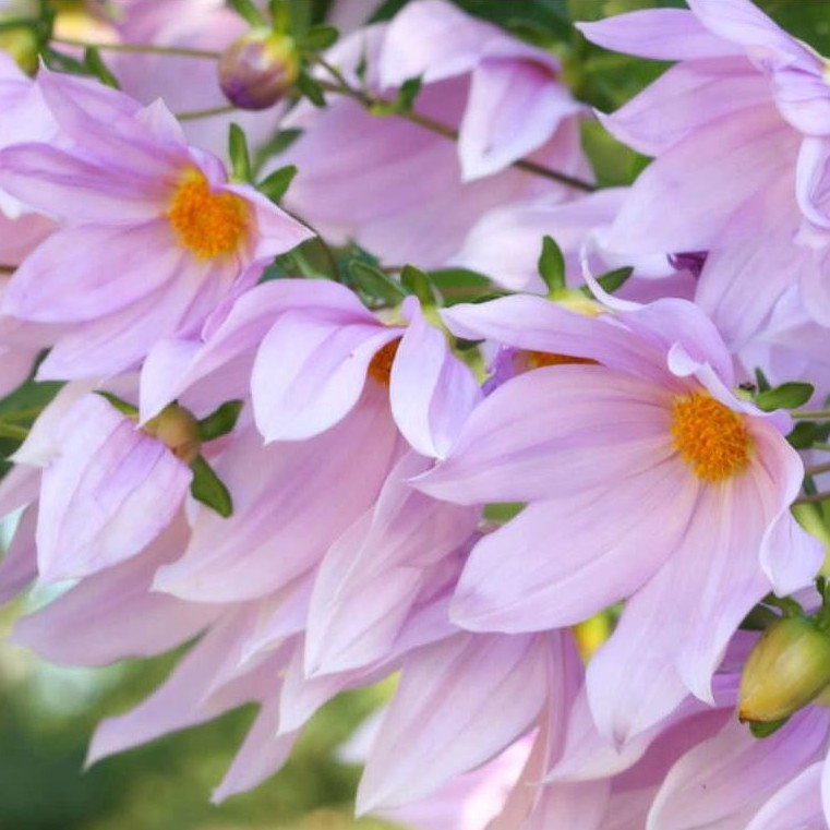 Dahlia Imperialis