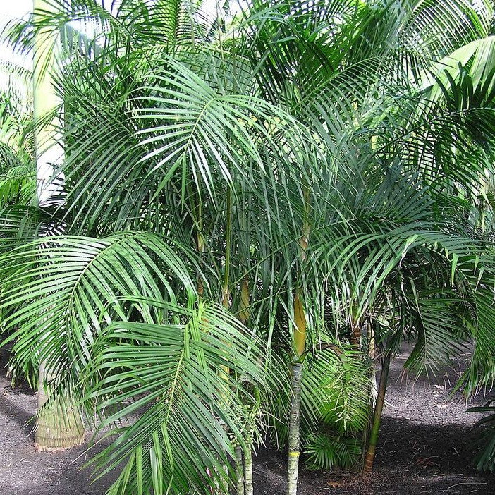Dypsis Baronii