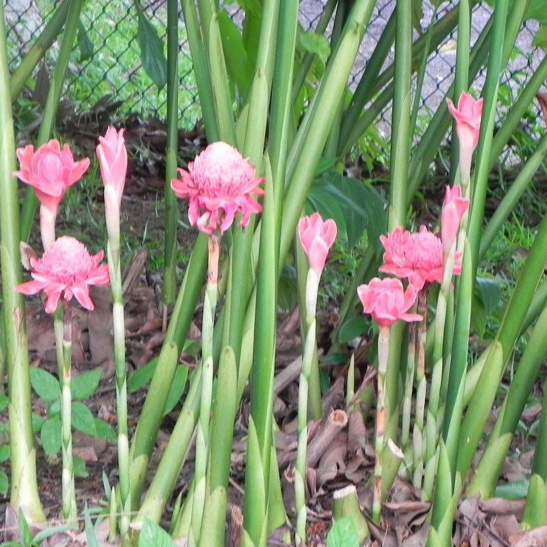Etlingera Elatior Pink