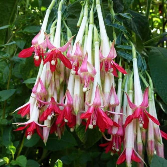Fuchsia Boliviana Alba