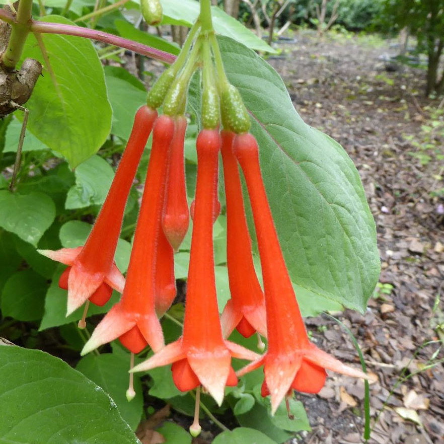 Fuchsia Vulcanica