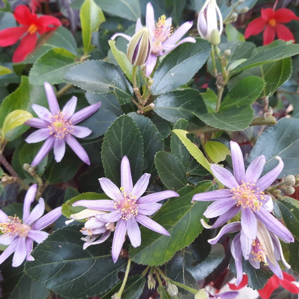 Grewia