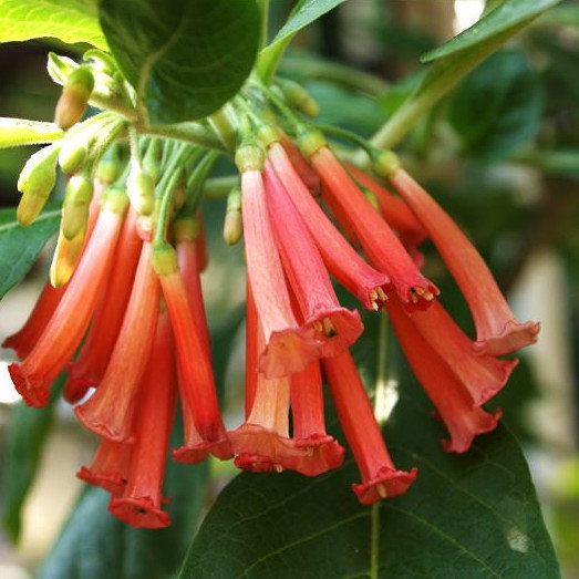 Iochroma Fuchsioides