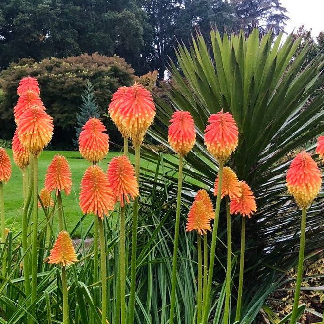 Kniphofia Rooperi