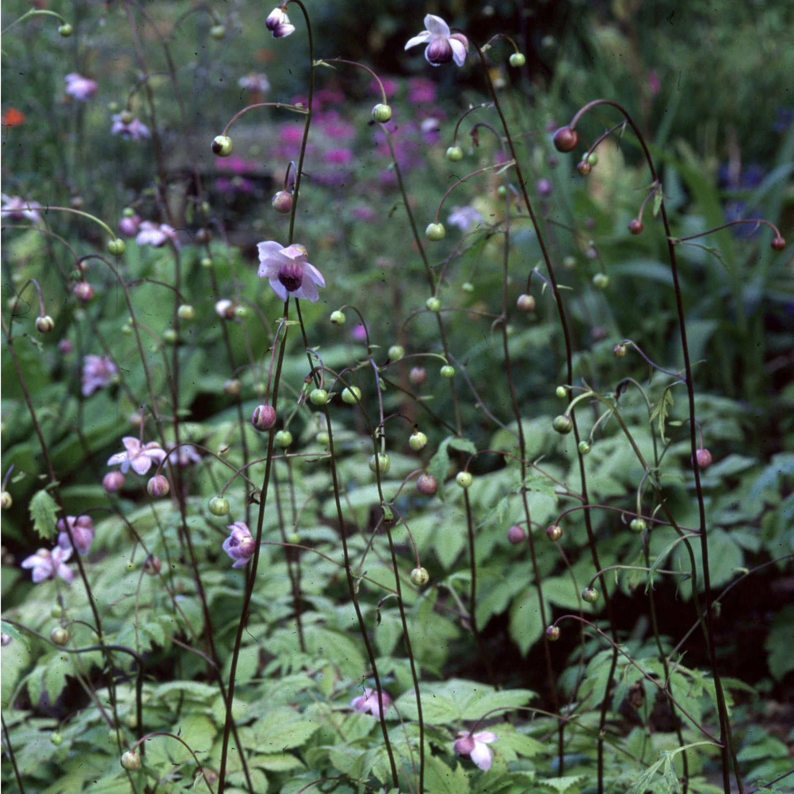 Anemonopsis Macrophylla