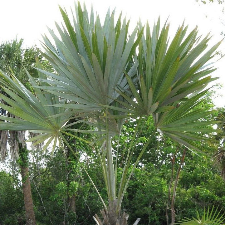 Leucothrinax Morrisii