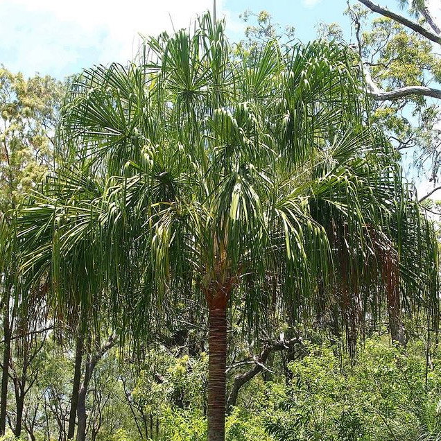 Livistona Decora