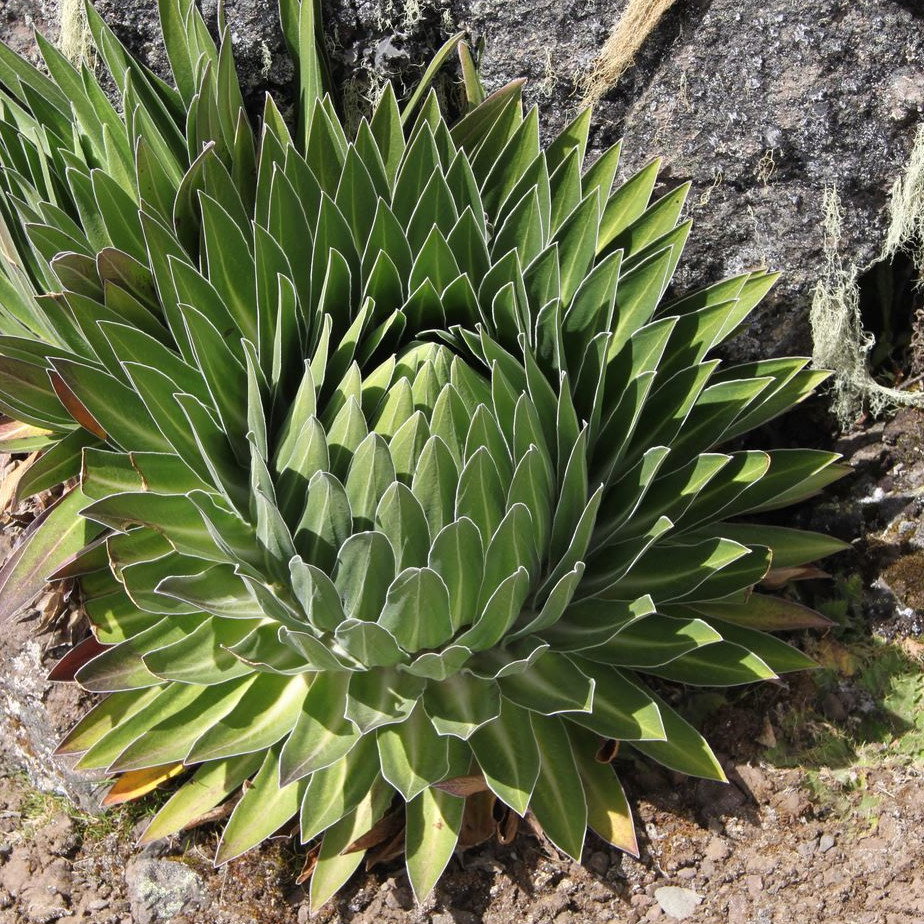 Lobelia Telekii Mt Elgon