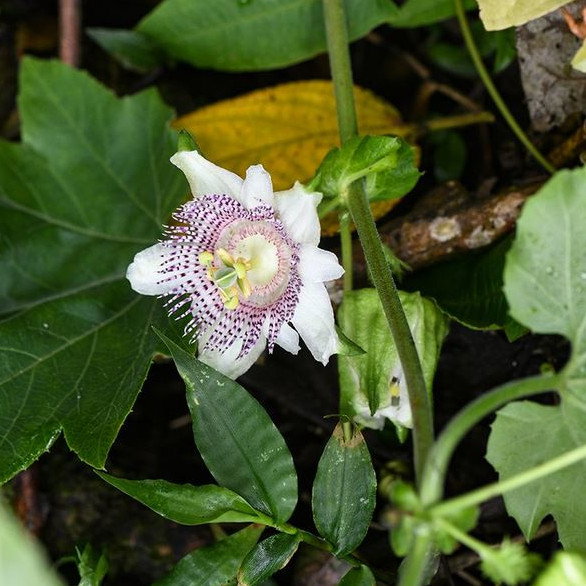 Passiflora Adenopoda