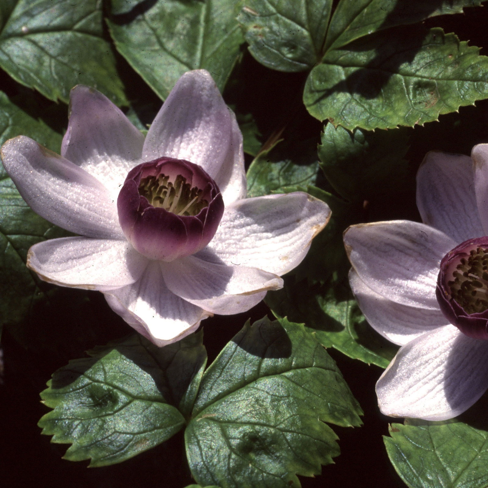 Anemonopsis Macrophylla1