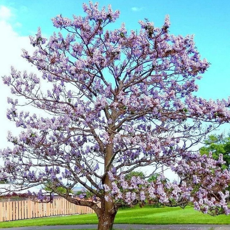 Paulownia Elongata