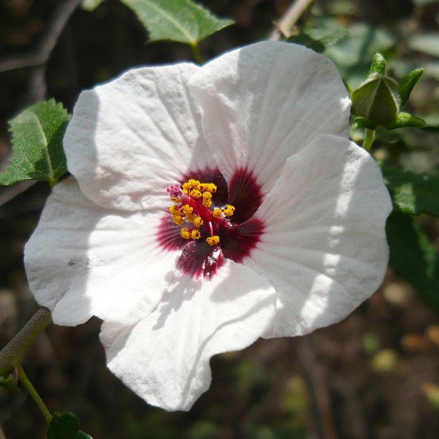 Pavonia Hastata
