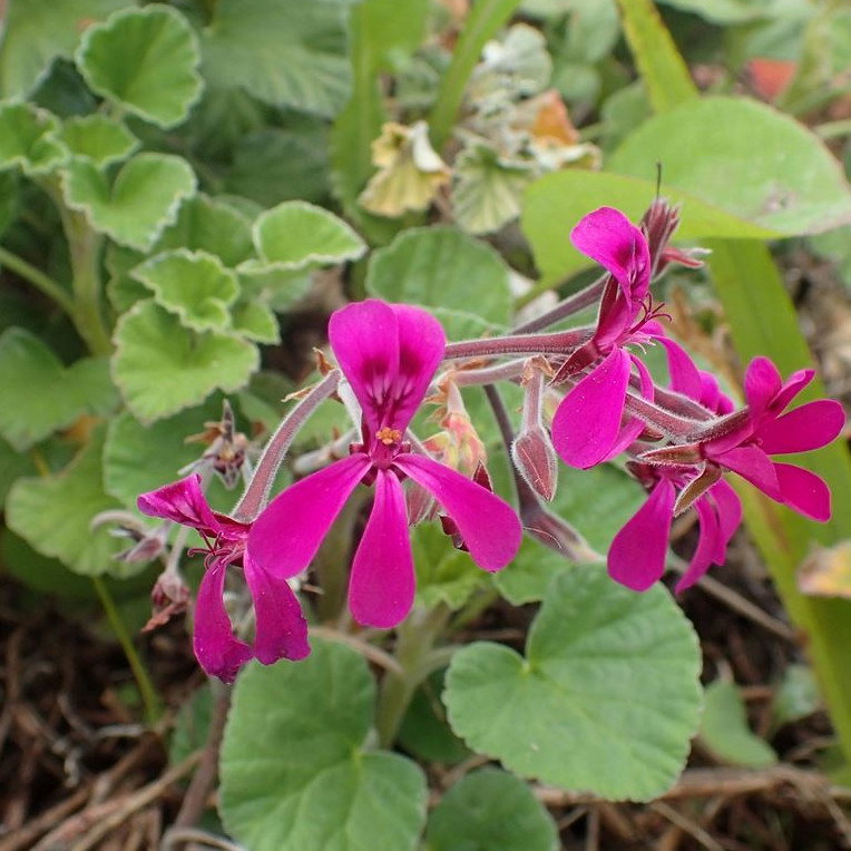 Pelargonium Reniforme