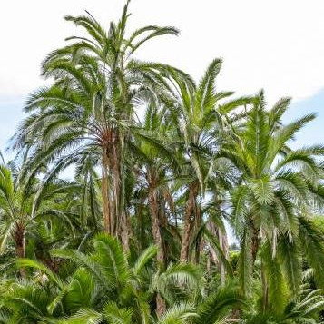 Phoenix Reclinata