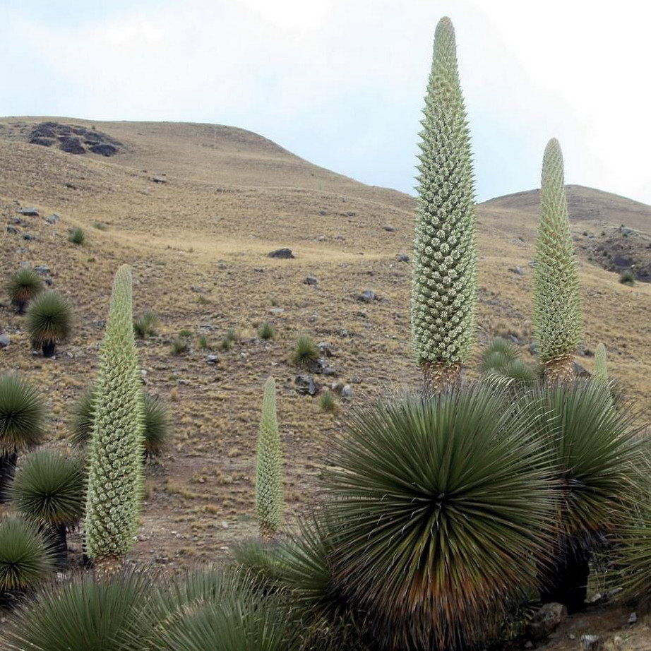 Puya Raimondii