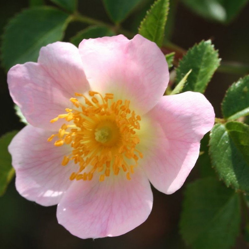 Rosa Pouzinii