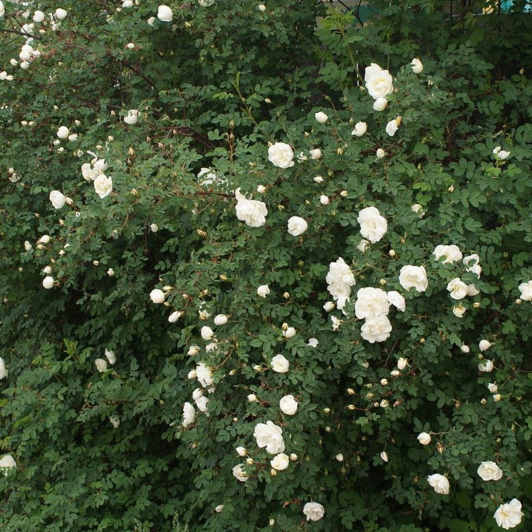Rosa Spinosissima