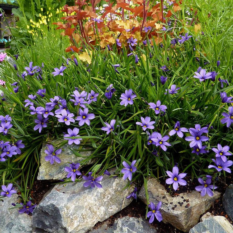 Sisyrinchium Bellum
