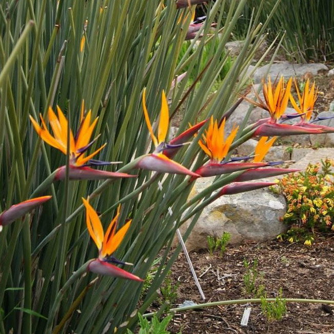 Strelitzia Juncea