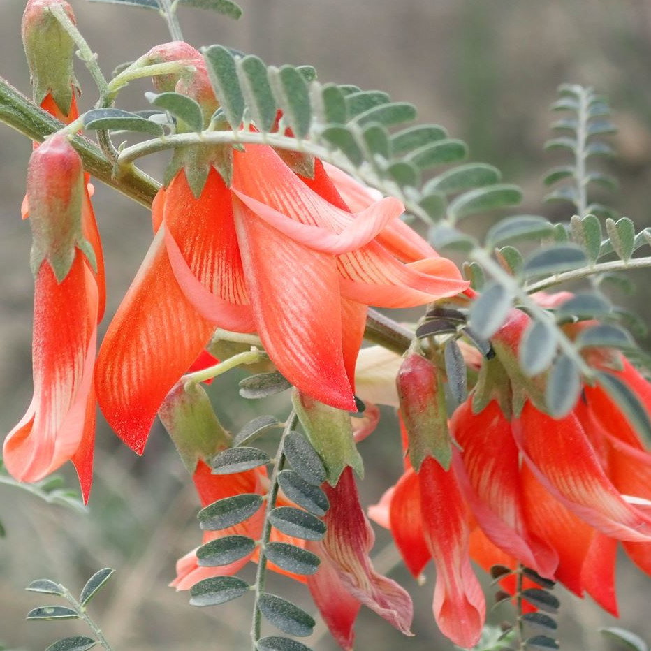 Sutherlandia Frutescens
