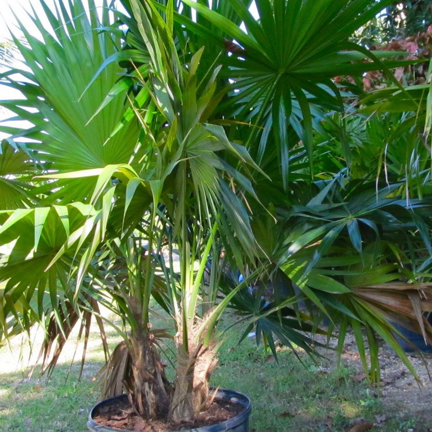 Thrinax Radiata