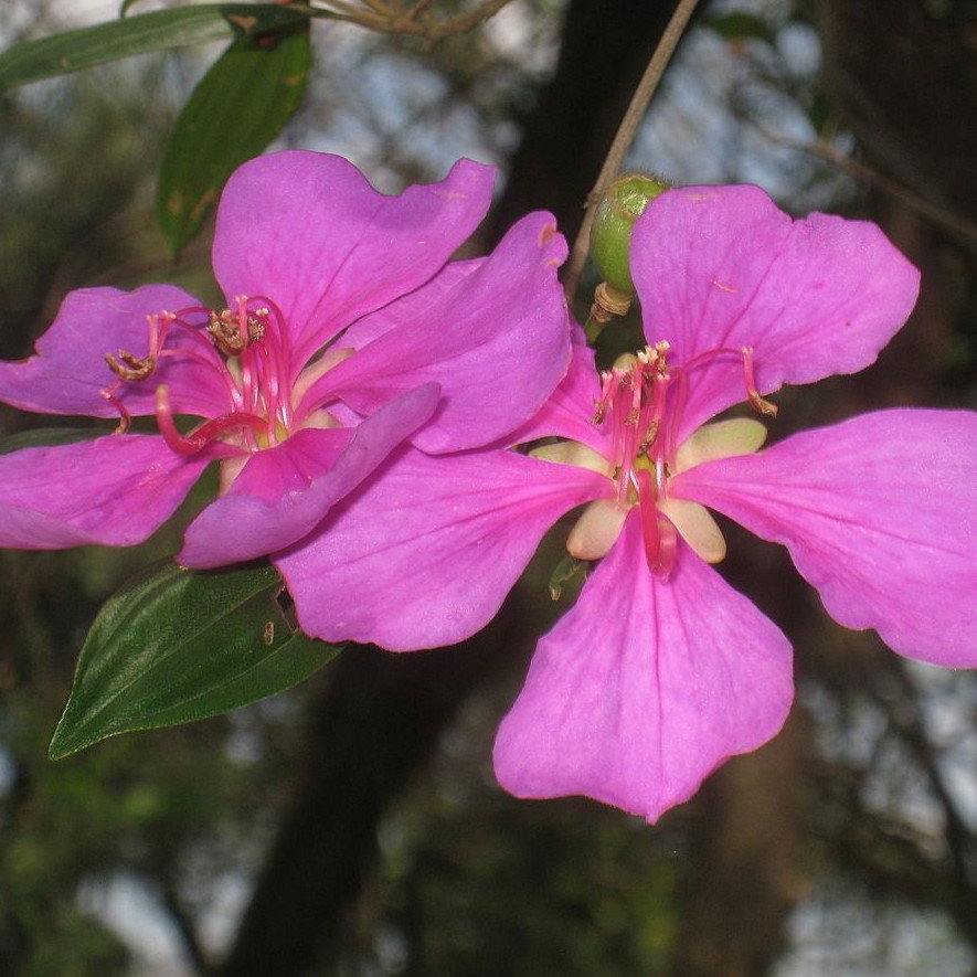 Tibouchina Fraterna