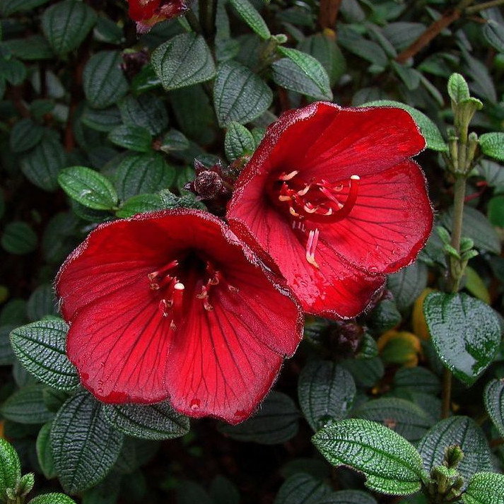 Tibouchina Grossa