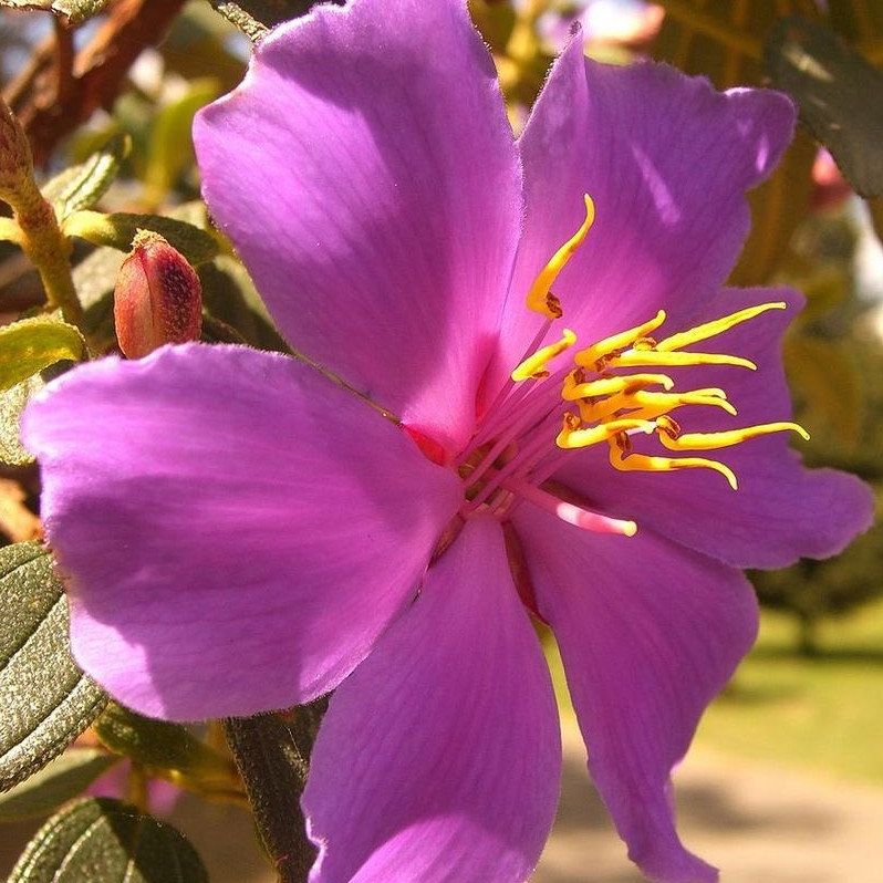 Tibouchina Lepidota