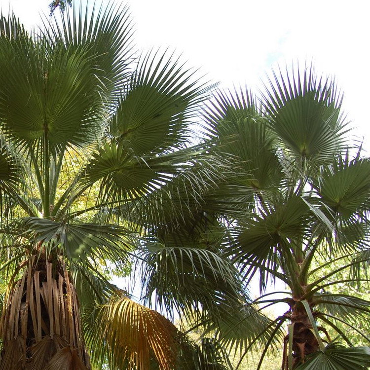 Washingtonia Filifera