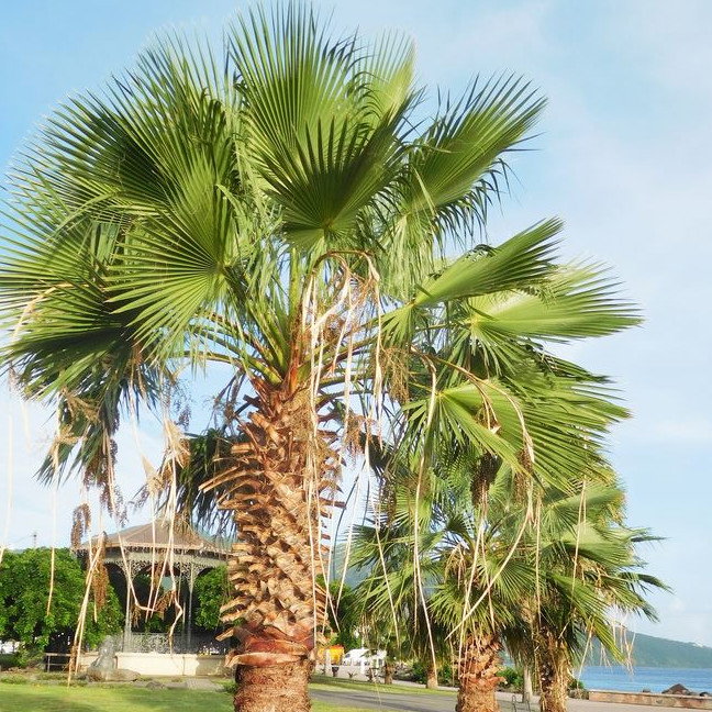Washingtonia Robusta