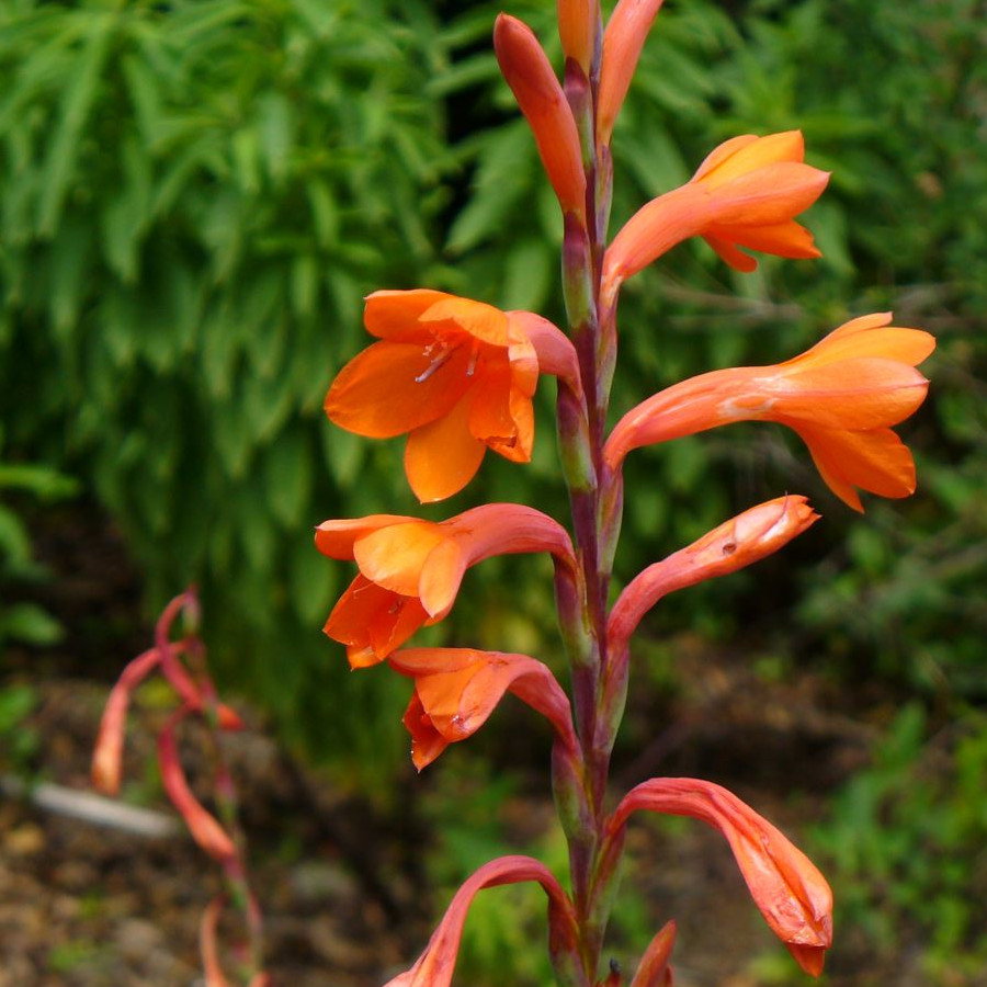 Watsonii Pillansii