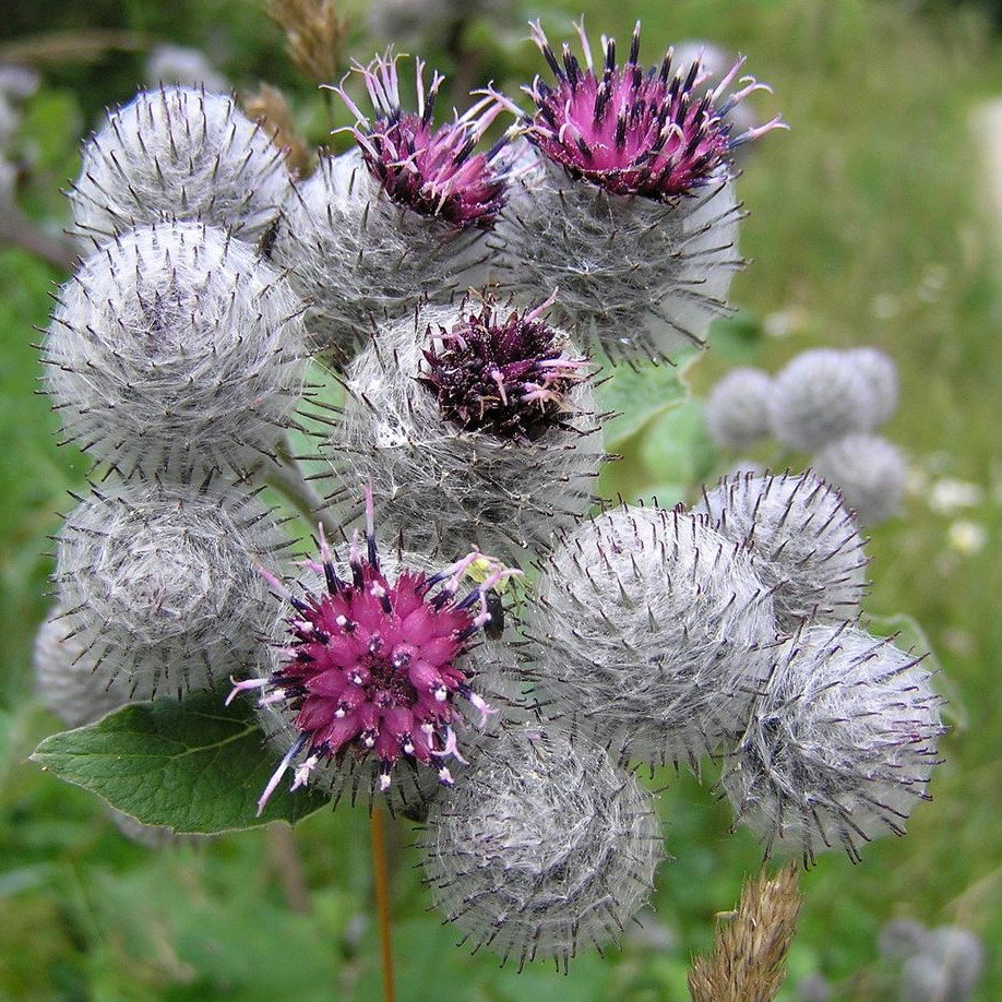 Burdock