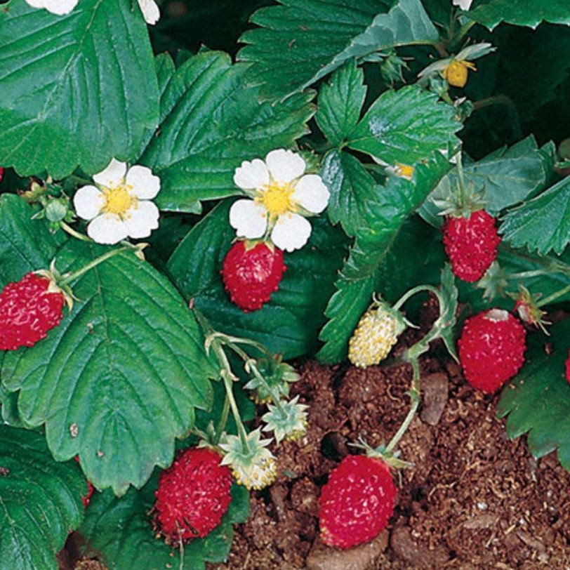 Alpine Strawberry